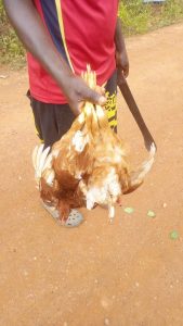 Looted fowls
